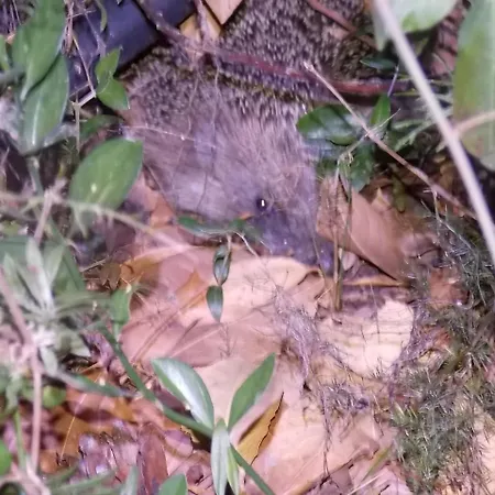 Sette Fratelli Bed & Breakfast *