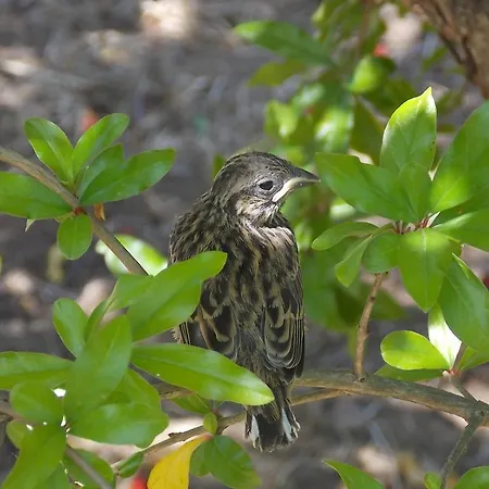 Sette Fratelli San Gregorio