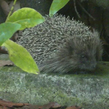 Sette Fratelli Nocleg ze śniadaniem *